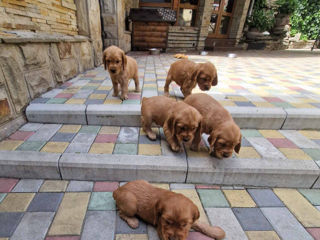 Disponibili: Ultimii 2 cățeluși Cocker Spaniel – Rasa pură, jucăuși și adorabili! foto 2