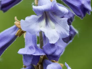 paulownia tomentosa foto 2