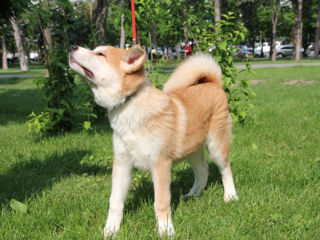 Akita inu - mascul / Акита ину - мальчик  фото 8