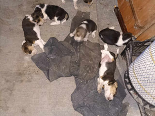 Cățeluși beagle