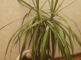 Aloe vera, dupa trei ani, si pina la trei ani, flori pentru casa, oficiu foto 5
