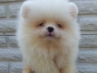 Spit Pomeranian