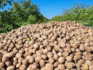 Vindem Teren Agricol cu Livadă 10ha+viță de vie 4ha+5ha  teren arabil. Țepoaia, comunaTigheci, Leova foto 6