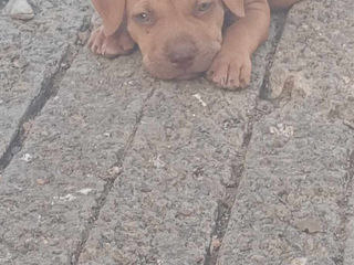 Vind Urgent"cățeluș rasă Pură Pit Bull Red Nose foto 2