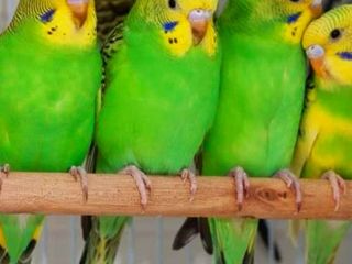 Волнистые попугаи для обучения разговору foto 1