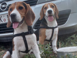 Vând cățeluși beagle foto 8