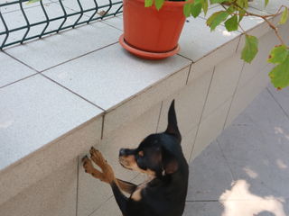 Toy terrier, ambii părinţi de rasă foto 3