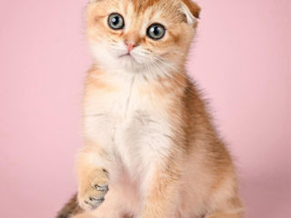 Шотландский веслоухий мальчик Scottish fold boy