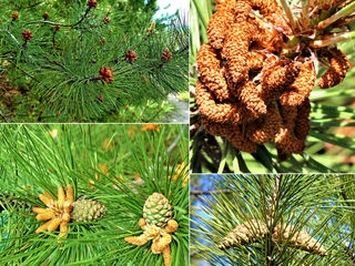 Сосна черная Палласа (Pinus nigra Pallasiana) foto 7