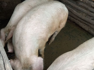 Продам свинью 12-130 кг выращен в домашнем условии