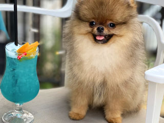 pomeranian boo teddy