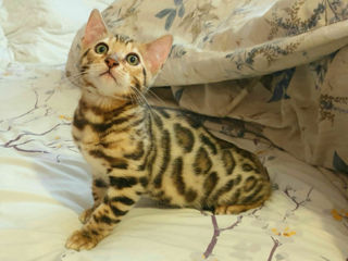 Bengal foto 3