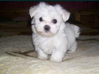 Bichon maltese mini toy Clearance