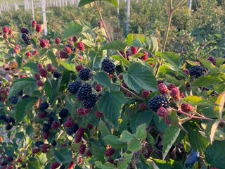 Vând teren agricol foto 10