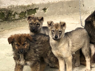 Ofer in dar caini, Husky Metis foto 3