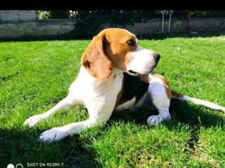 Beagle imperechere foto 4