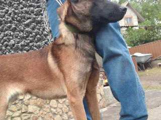 Belgian Malinois foto 3