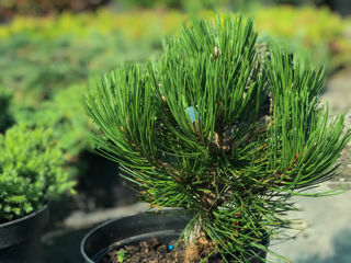 Pinus foto 6