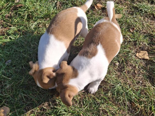 Vînd urgent căţeluși!!Jack Russel Terier foto 10