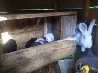 Продам кролики foto 9