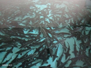 Икра черная ( Белуга, сибирский -дикий осетр) рыбные деликатесы. foto 3