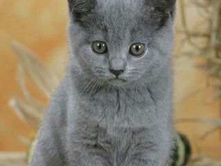 Vind pisica British și (Persian/American Shorthair