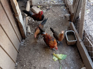 Rațe și ratoi lavandă și albastre facem familii, fenix pereche foto 10