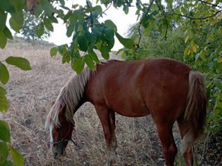 Se vinde minza foto 4