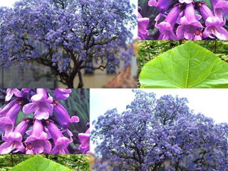 Se vand rasaduri de Paulownia Tomentosa! foto 4