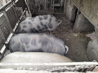 Porci de casa Edinet foto 5