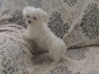 Мини мальтийская болонка девочка (bichon maltese) foto 3