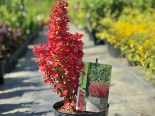 Berberis foto 5