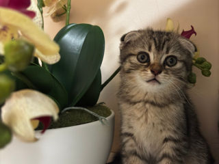 Scottish Fold foto 2