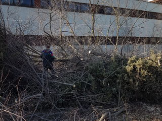 Curatenie pe teren Curatenie in gradina  Уборка огорода foto 9