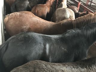 Vaci buhai cai la carne și crestere foto 3