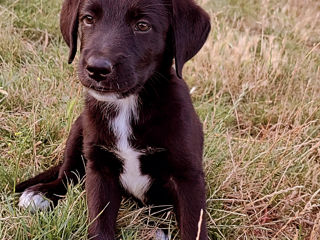 Labrador negru foto 2