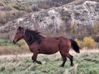 Se vinde ieapă foto 3