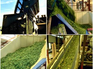 Производство листового сырья Гинкго (Ginkgo biloba L.) foto 3
