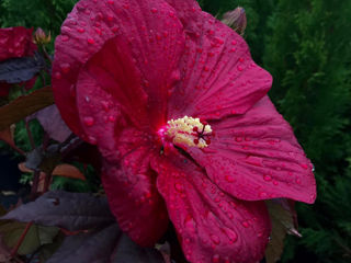 Hibiscus Moscheutos