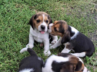 Vând cățeluși beagle foto 5