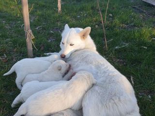 Husky Siberian Albinos