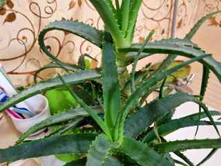 Aloe vera, 70 cm (3 tipuri de aloe)