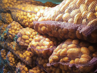 Cartofi de calitate superioară soiul Bernina nr,1 pe piață ca calitate gustativă și aspect. foto 1