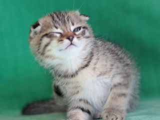 Нежные мурлыки.2 luni. Scottish Fold Mramor Baet. Rasa pura