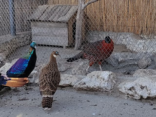 Se vinde fazan Ghimolaischii Monal foto 6