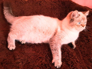 Motan Golden Chinchilla Point (Blue eyes) pt împerechere foto 5