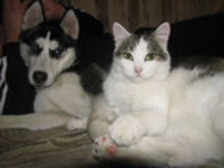 Гостиница для кошек и собак !!! Ветеринарная клиника !!! foto 1
