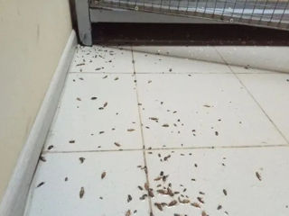 Дезинсекция от тараканов, клопов и блох в Кишиневе и Молдавии. foto 4