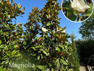 Magnolia Grandiflora foto 2