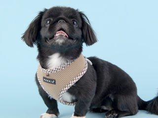 Ham caini Puppia Vivien Check dog harness A navy Nou! foto 4